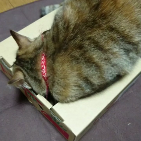 ☆サイズ違い☆の画像