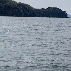 鯨観察会の画像