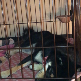 (=￣ ρ￣=) ..zzZZの画像