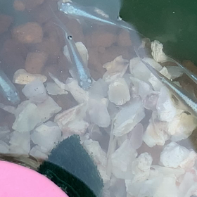 幹之フルボディの画像