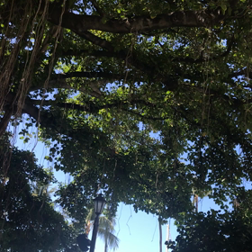 鳥のさえずりの画像