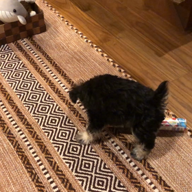 空き箱がオモチャ！の画像