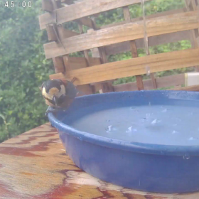 すぎぴたんの事件簿シーズン3　374話（(。´･ω･)ん?　あなたぁ~誰～？、ヤマガラ）の画像