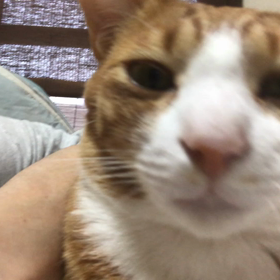 甘えてる。にゃ。の画像