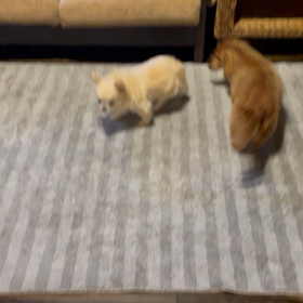 保護犬マリーの成長の画像