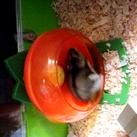 仕事初め　だったんですがの画像