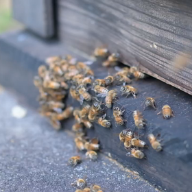 蜂の巣箱の画像