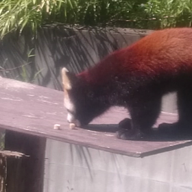 レッサーパンダの画像