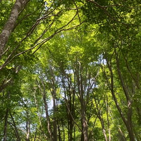 キツツキ作業中の画像