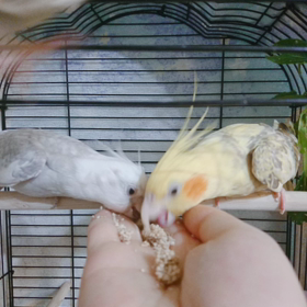 かわいいうちのこたちの画像