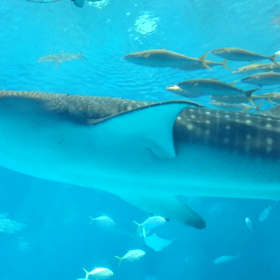 ジンベイザメ☆動画☆の画像