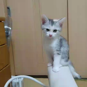 里親様募集中の子猫達の画像