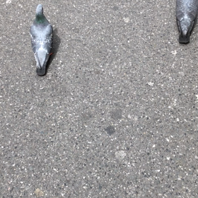 今朝の鳩とも/動画の画像