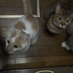 出待ち作戦の画像