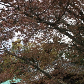 ホーホケキョが聴こえての画像