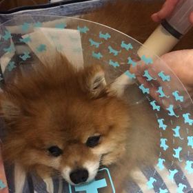 愛犬ルルの病状…^_^の画像