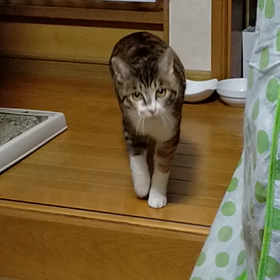 保護猫しま子の遊んでコール動画ありの画像
