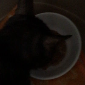 ダディくん食欲復活！の画像