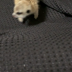 動画がのってなかったので再びの画像