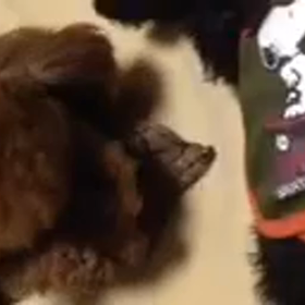 動画貼ってみましたの画像