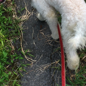 流石に夕方の散歩は美音にもこたえるみたいで〜の画像
