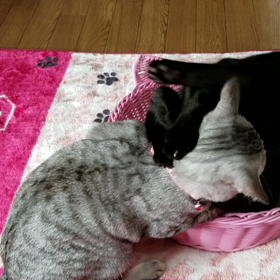 Ｒ＆Ｏ(77)どーがの画像