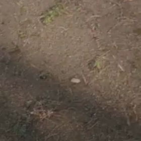 しらゆきちゃん動画シリーズの画像