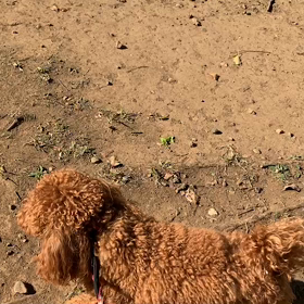 4月9日14わんこと1時間遠足  代々木公園の画像