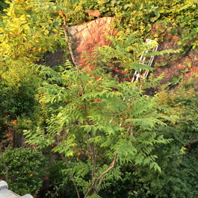 イノシシ盗撮動画の画像