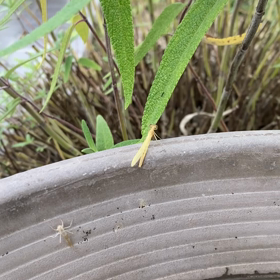 糸よりとんぼが孵化した〜睡蓮の鉢の中から。。。の画像