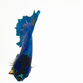 話しかけてくるようなキラ君熱帯魚の画像