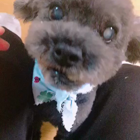 愛する家族との別れの画像