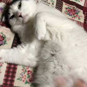 マッサージ (アンコール投稿)の画像