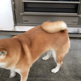 家が大好きすぎての画像