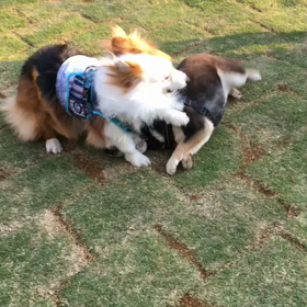 お庭で遊んだよ〜の画像