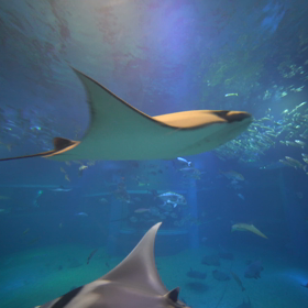 2019.12.26 大阪府 海遊館のジンベエザメの画像