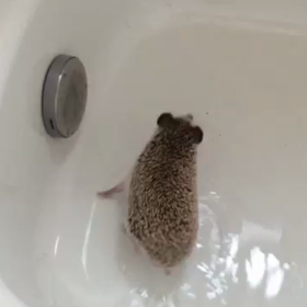 まる初の足湯！！の画像