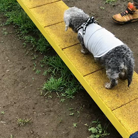 ハルちゃん退院の画像