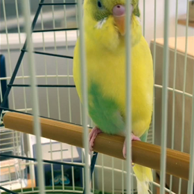 おしゃべりインコの画像