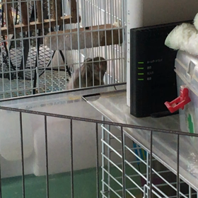 わちゃわちゃの画像