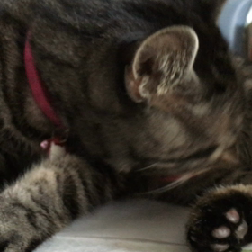 毛づくろいの画像