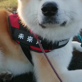 めちゃ寒い朝。冠雪の富士山を見なきゃと安倍川土手コース。こんなに寒くなっても未来丸はマイペース❗の画像