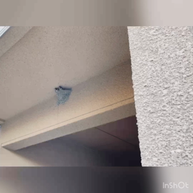 ツバメちゃん無事に巣立ちました。の画像