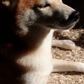 最近の勘助ですの画像