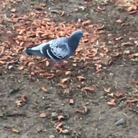 鳥の首振り確認の画像