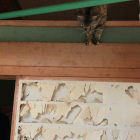 すげぇ〰　　実家のにこらんの画像