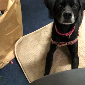 私がご飯を食べているのでマットで待っている練習ですの画像