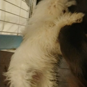 遊んでる2匹の画像