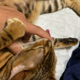 甘えた大ちゃん。の画像