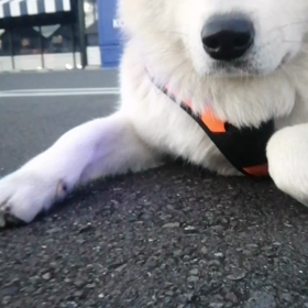 今朝は飼い主の都合で超短め散歩‼️未来丸リラックスできて良かったね！匂いかぎもたくさんできましの画像